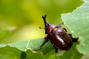 Güzel arka plan yeşil ile gergedan böceği (Allomyrina dithotomus)