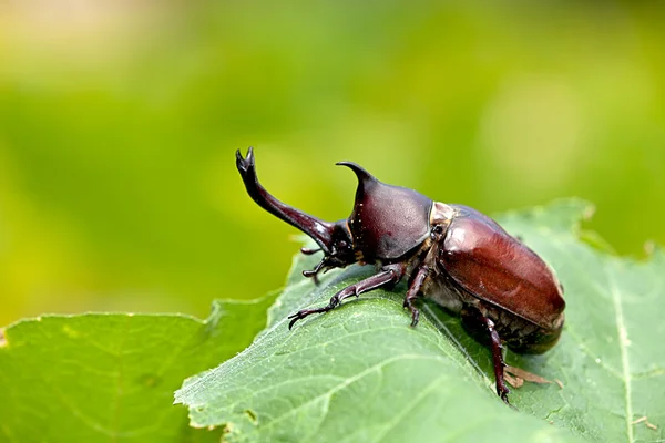 Güzel arka plan yeşil ile gergedan böceği (Allomyrina dithotomus) — Stok fotoğraf