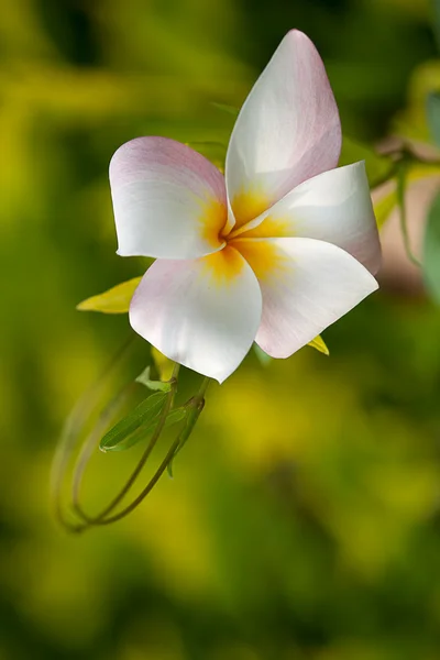 Frangiapani e fiore di loto per sfondo — Foto Stock