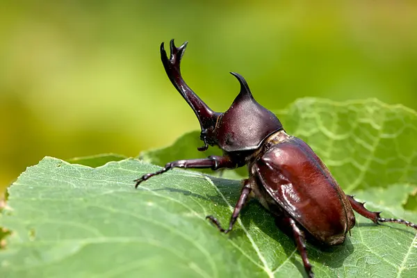Носорог жук (Allomyrina dithotomus ) — стоковое фото