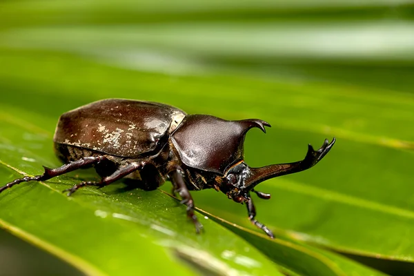Kumbang badak (dithotomus Allomyrina ) — Stok Foto