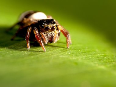 Hasarius adansoni