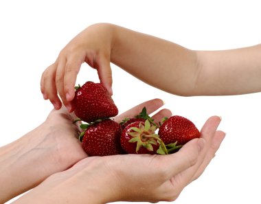 Annesi avuç çilek verir