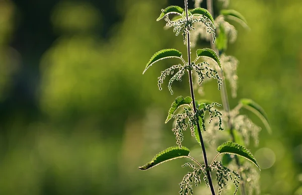 stock image Stinging nettle backlit by sunset horizontal