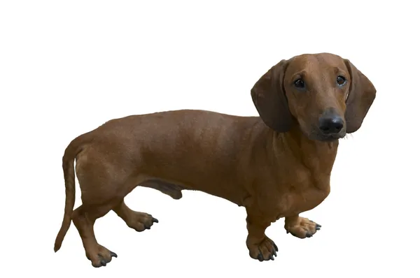 Stock image Pretty dachshund