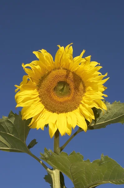 The sunflower on the sky background — Stock Photo, Image