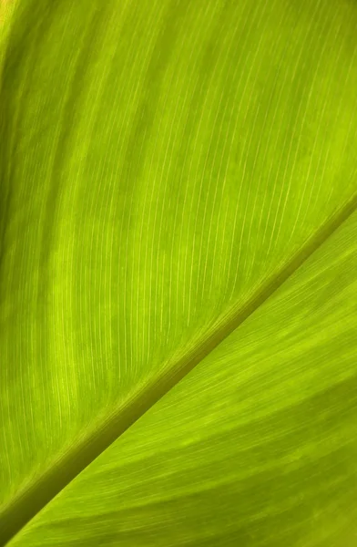 stock image Close up of the green leaf texture