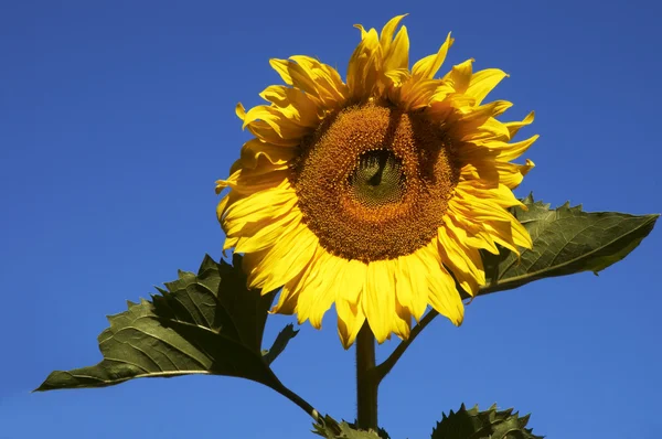 Gökyüzü arka plan ayçiçeği — Stok fotoğraf