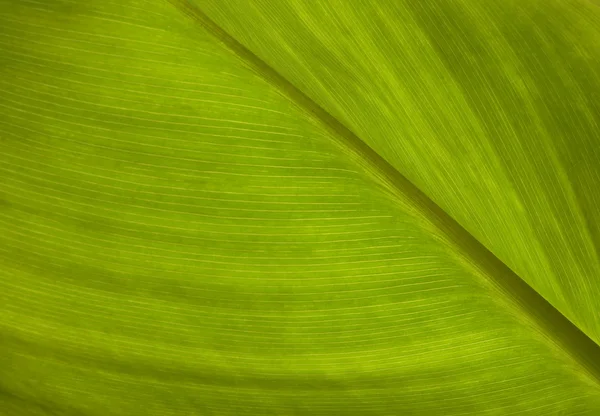 Primer plano de la textura de la hoja verde — Foto de Stock
