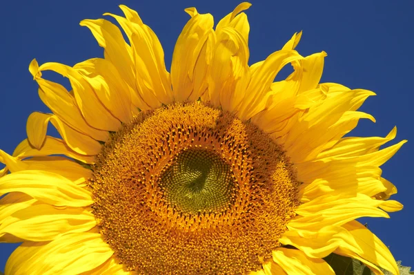 Gökyüzü arka plan ayçiçeği — Stok fotoğraf