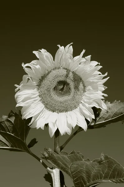 The sunflower on the sky background — Stock Photo, Image