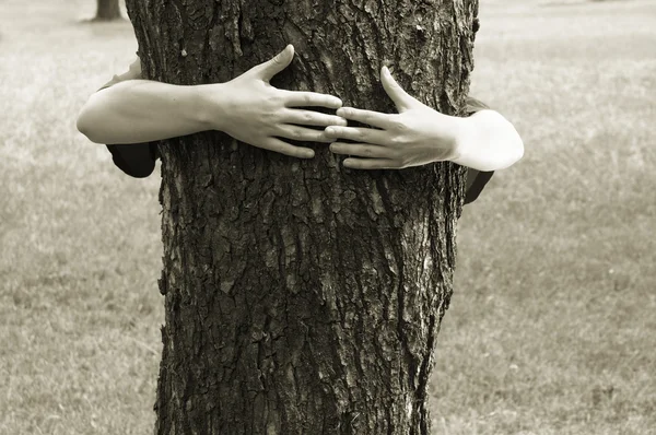 Manos apretando el árbol — Foto de Stock