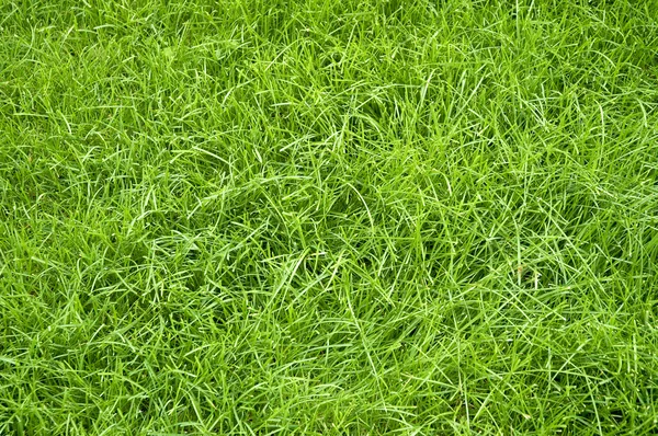 Verde hierba de verano —  Fotos de Stock