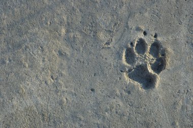 Foot print of the animal clipart