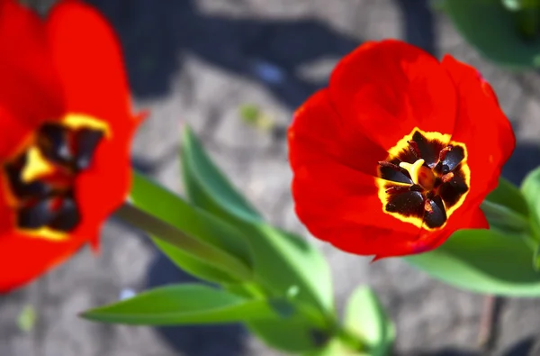 Tulips in close up — Stock Photo, Image