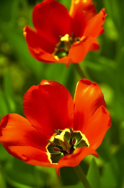 Tulips in close up — Stock Photo, Image