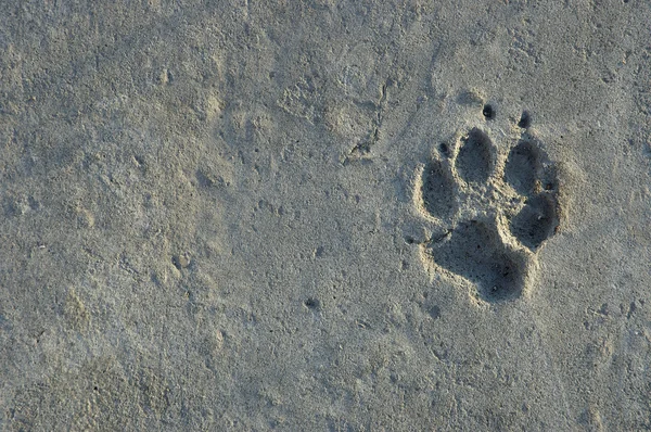 stock image Foot print of the animal