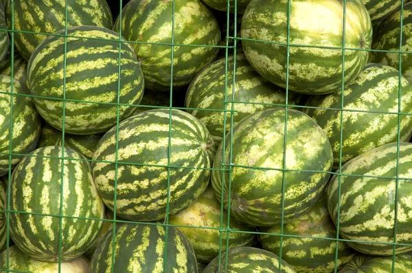 Viele Wassermelonen — Stockfoto