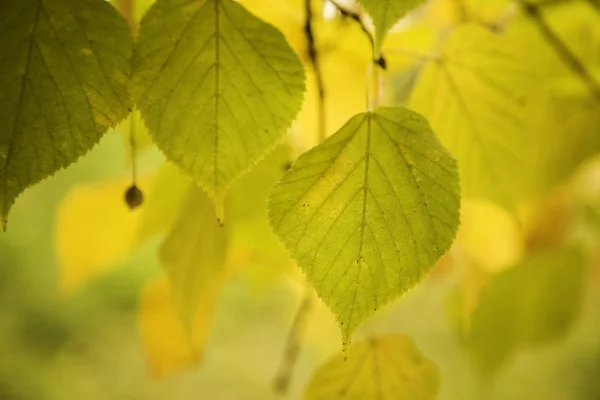 Yellow linden — Stock Photo, Image