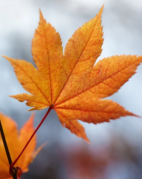 Orange leaves — Stock Photo, Image