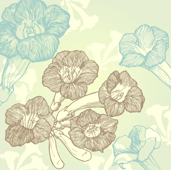 Campsis çiçekler — Stok Vektör