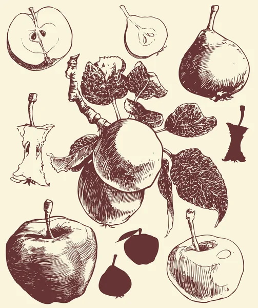 Äpplen och päron. — Stock vektor
