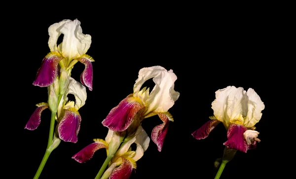 Iris квіти — стокове фото