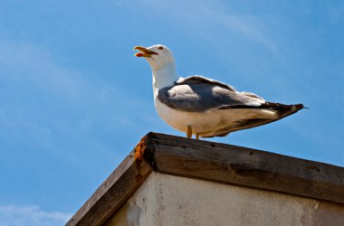 martı