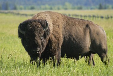 Bison grazing clipart