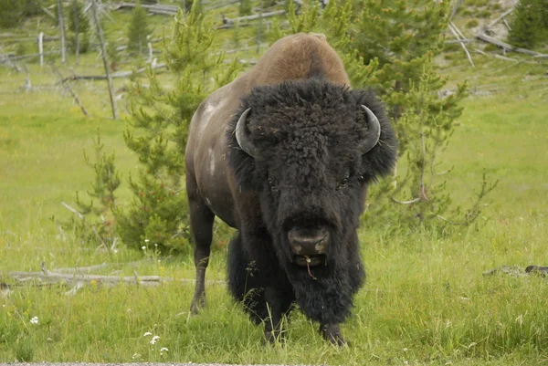 Osamělý bizon — Stock fotografie