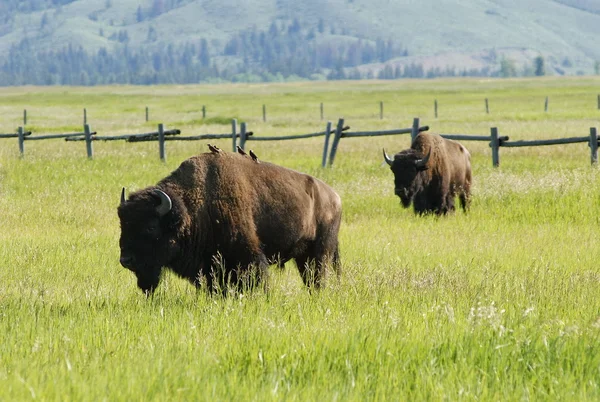 stock image Bisons grazing