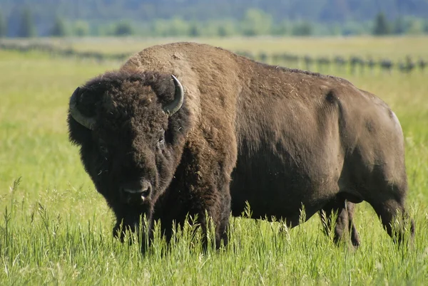 Pastoreio de bisões — Fotografia de Stock