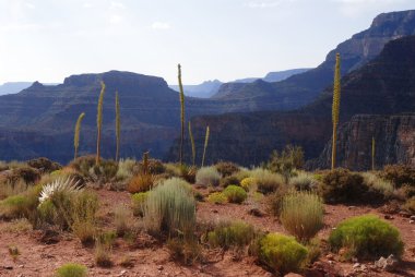 grand Canyon Kaibab iz