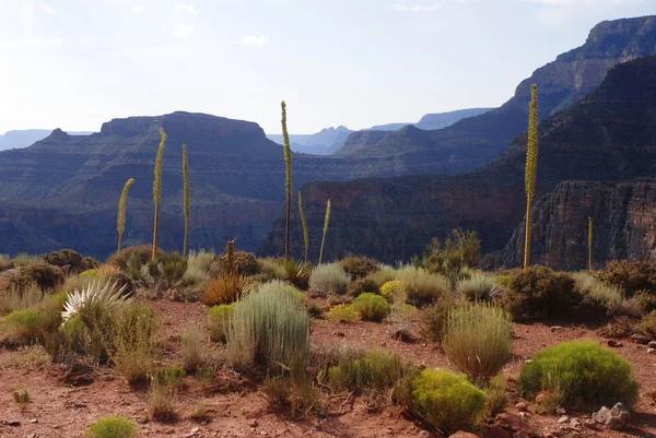 Grand Canyon Kaibab iz — Stok fotoğraf