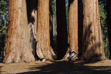 Sequoias clipart