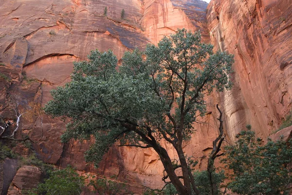 나무와 바위 — 스톡 사진