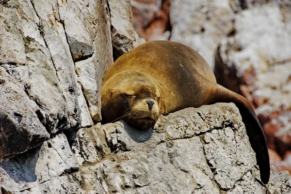 stock image Sea lion