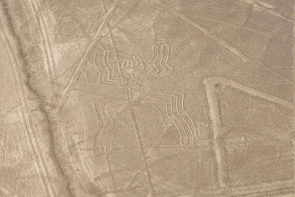 Araignée, nazca — Photo