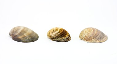 Sea shells clipart