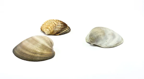 Muscheln — Stockfoto