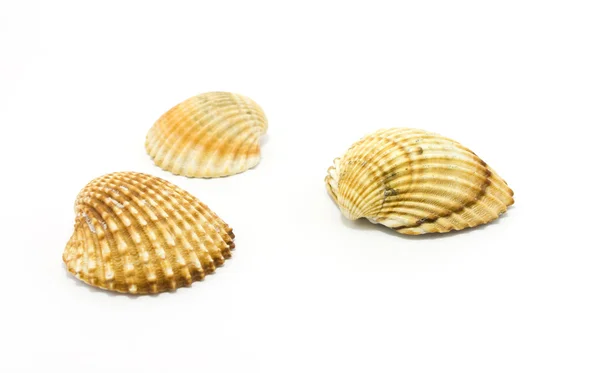 在白色表面隔离的海贝壳 — 图库照片