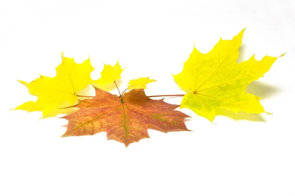 Lönnlöv på hösten isolerad på vit — Stockfoto