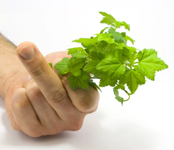 Menselijke hand met framboos bladeren — Stockfoto
