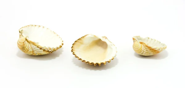 Sea shells isolated on white — Stock Photo, Image