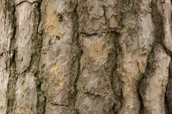 stock image Pine bark