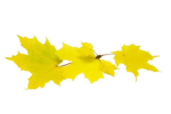 Ahornblätter im Herbst isoliert auf weiß — Stockfoto