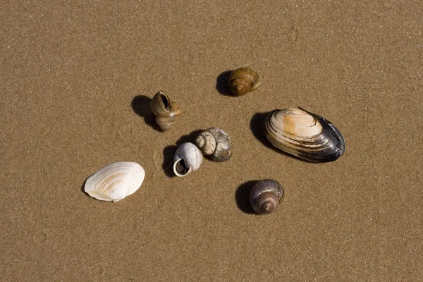 Conchas do mar em uma areia — Fotografia de Stock