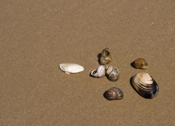 Deniz kabukları bir kum üzerinde — Stok fotoğraf