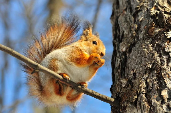 Czerwona wiewiórka na gałęzi. — Zdjęcie stockowe
