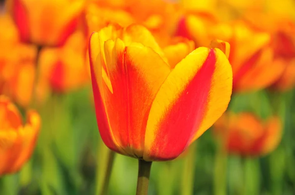 stock image Spring red tulips.